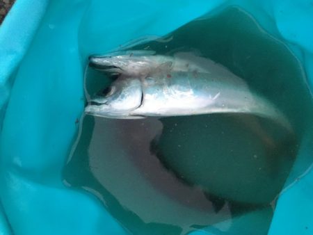 ジグサビキでアジ、サバ